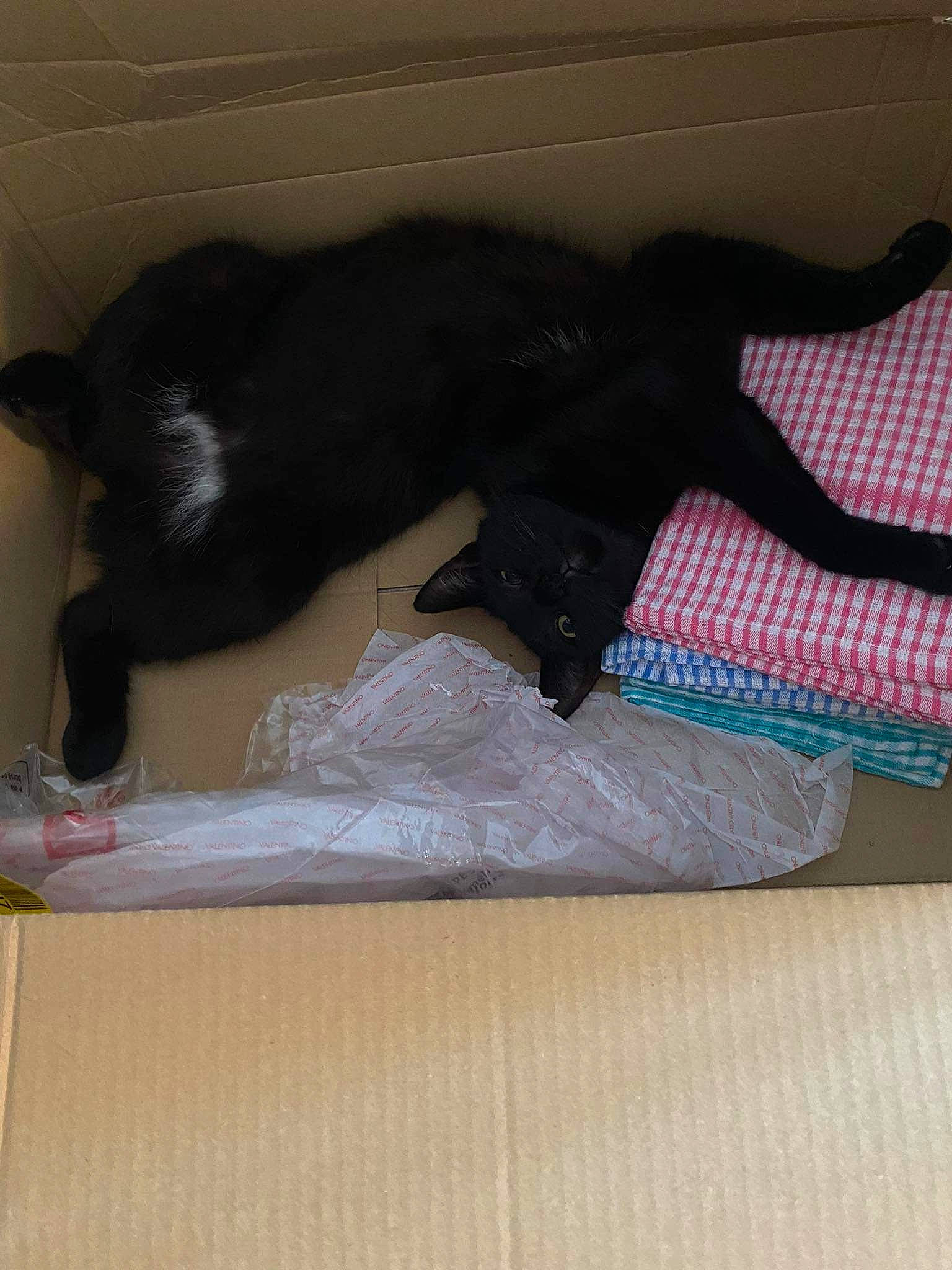 Soho participe au concours pour gagner de l'argent avec cette photo : black_cat, carmine, carnivore, cat, comfort, companion_dog, dog_breed, domestic_short_haired_cat, felidae, flooring, foot, fur, hardwood, human_leg, pet_supply, small_to_medium_sized_cats, sock, tail, whiskers, wood