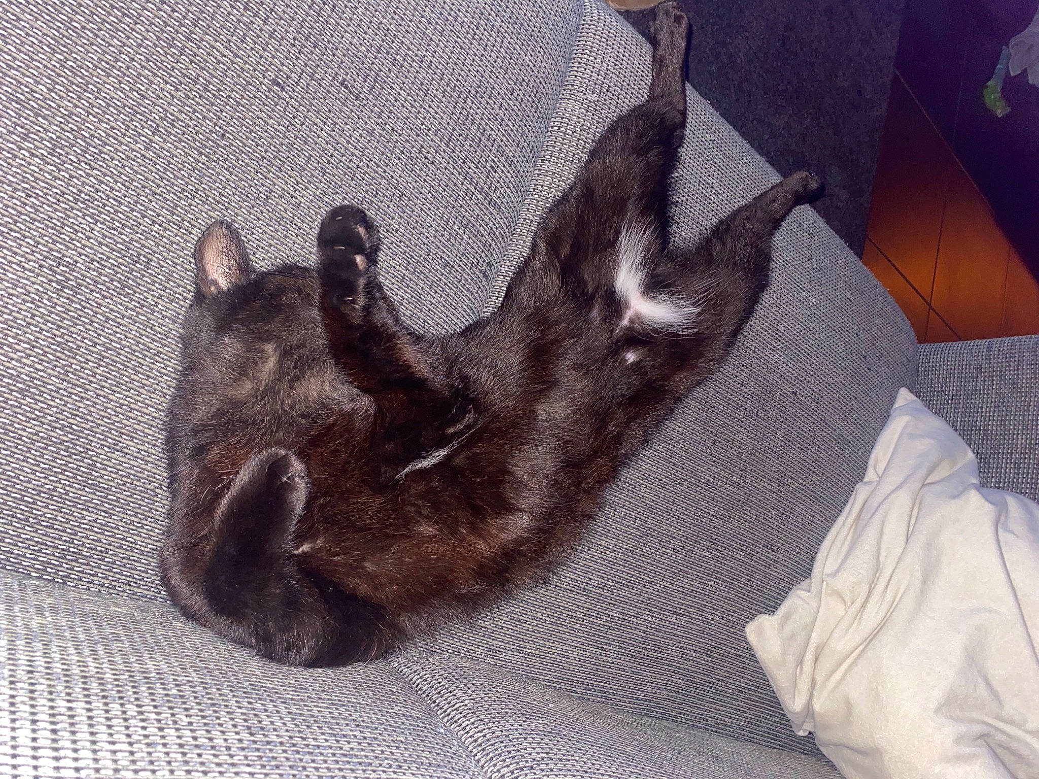 Soho participe au concours pour gagner de l'argent avec cette photo : canidae, carnivore, cat, claw, comfort, companion_dog, dog, dog_breed, domestic_short_haired_cat, fawn, felidae, fur, grey, liver, paw, small_to_medium_sized_cats, snout, tail, terrestrial_animal, whiskers