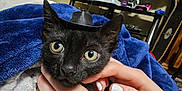 Tater Tot is registered to the contest to win money with this photo: black_cat, kitten, hands, blanket, blue_blanket, tiny_hat, indoor, guitar, television, cozy, pet, cute, domestic_animal, feline, wide_eyes, snuggling, nail_polish, human_hand, background_objects, relaxation