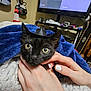 black_cat, kitten, hands, blanket, blue_blanket, tiny_hat, indoor, guitar, television, cozy, pet, cute, domestic_animal, feline, wide_eyes, snuggling, nail_polish, human_hand, background_objects, relaxation