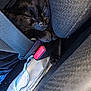Tater Tot joined the competition — help win amazing prizes! black_cat, cat, sleeping, seatbelt, car_interior, seat, pet, fur, animal, resting, cozy, closeup, paw, dark, comfortable, vehicle, napping, domestic_cat, leisure, hidden