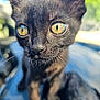 Tater Tot is registered to the contest to win money with this photo: cat, kitten, close_up, black_fur, yellow_eyes, whiskers, ears, outdoor, sunlight, blurred_background, animal, pet, curious, feline, young, portrait, nature, soft_light, cute, mammal