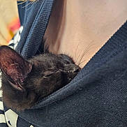 Tater Tot is registered to the contest to win money with this photo: cat, black_cat, sleeping, cozy, hoodie, pocket, human, chest, closeup, pet, whiskers, fur, resting, comfort, nap, indoor, casual_clothing, relaxation, cute, animal