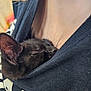 cat, black_cat, sleeping, cozy, hoodie, pocket, human, chest, closeup, pet, whiskers, fur, resting, comfort, nap, indoor, casual_clothing, relaxation, cute, animal