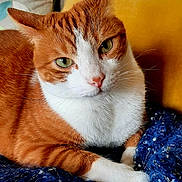 Lili a rejoint le concours — aidez-le/la à gagner de superbes lots ! animal, blanket, cat, closeup, cozy, cute, feline, fur, green_eyes, indoor, orange_cat, paw, pet, portrait, relaxed, resting, soft, whiskers, white_cat, yellow_background