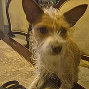 Lilly is registered to the contest to win money with this photo: dog, scruffy, ears, table, scissors, marble, chair, dining_room, furniture, plant, indoor, pet, brown, white, fur, domestic_animal, household, blurred, close_up, candid