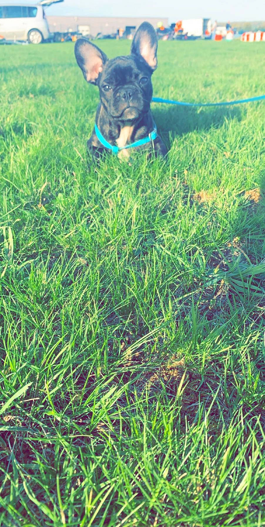 Nala participe au concours pour gagner de l'argent avec cette photo : carnivore, companion_dog, dog, dog_breed, electric_blue, grass, grass_family, grassland, groundcover, happy, hat, lawn, meadow, people_in_nature, personal_protective_equipment, plant, sporting_group, sunglasses, tail, working_animal
