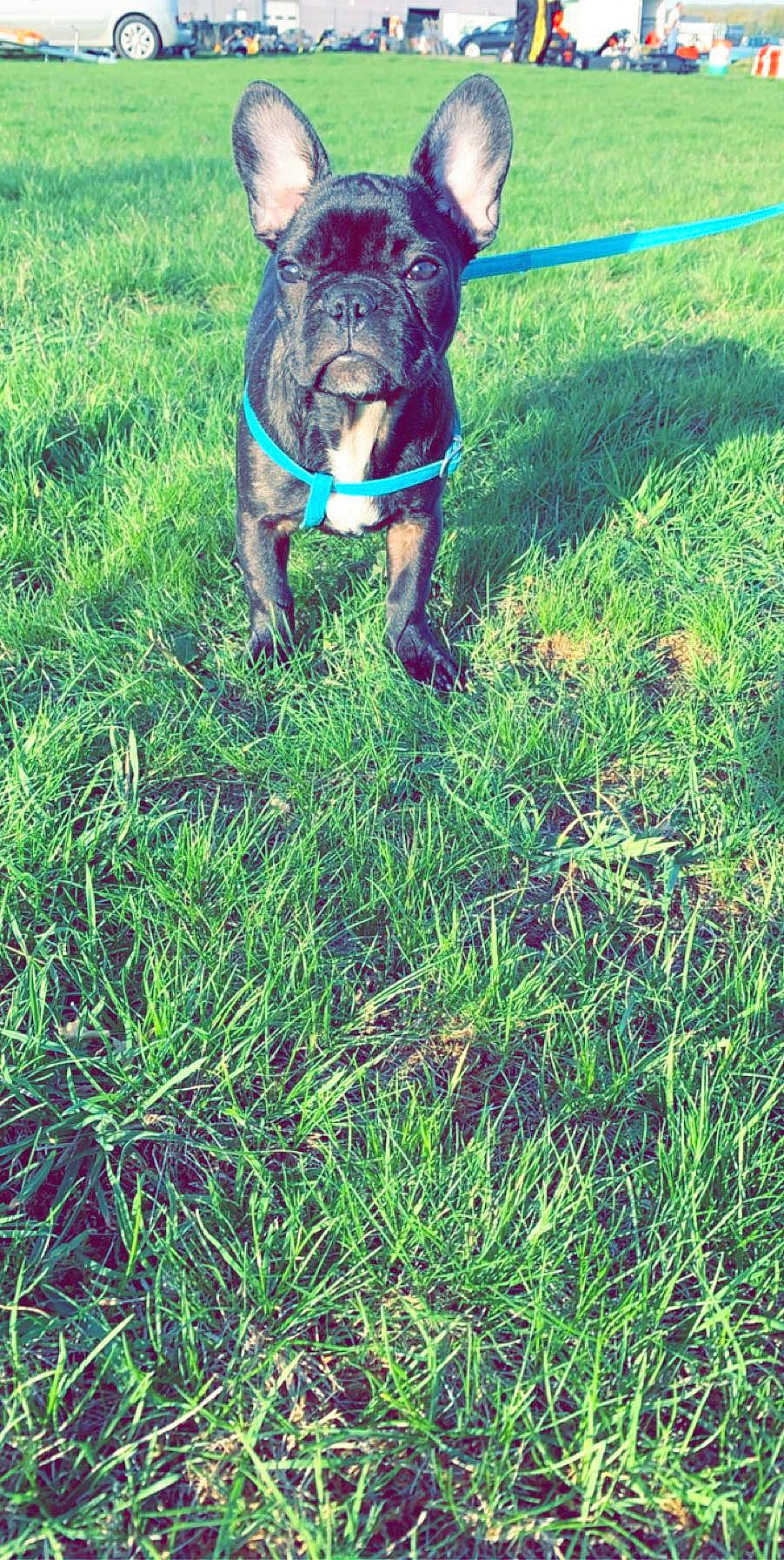 Nala participe au concours pour gagner de l'argent avec cette photo : carnivore, collar, companion_dog, dog, dog_breed, dog_collar, electric_blue, fawn, grass, grass_family, grassland, groundcover, lawn, leash, people_in_nature, plant, snout, sporting_group, tail, working_animal