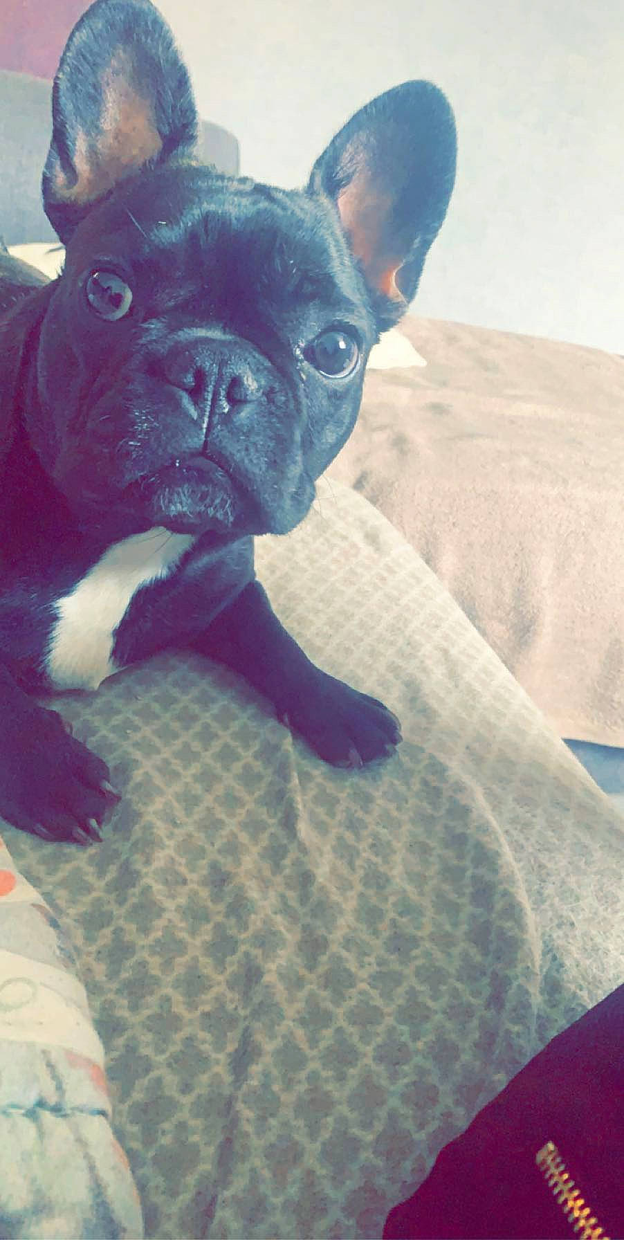 Nala participe au concours pour gagner de l'argent avec cette photo : bulldog, canidae, carnivore, companion_dog, dog, dog_breed, electric_blue, fawn, french_bulldog, landscape, pug, singing_sand, sky, snout, sporting_group, terrestrial_animal, toy_dog, whiskers, working_animal, wrinkle