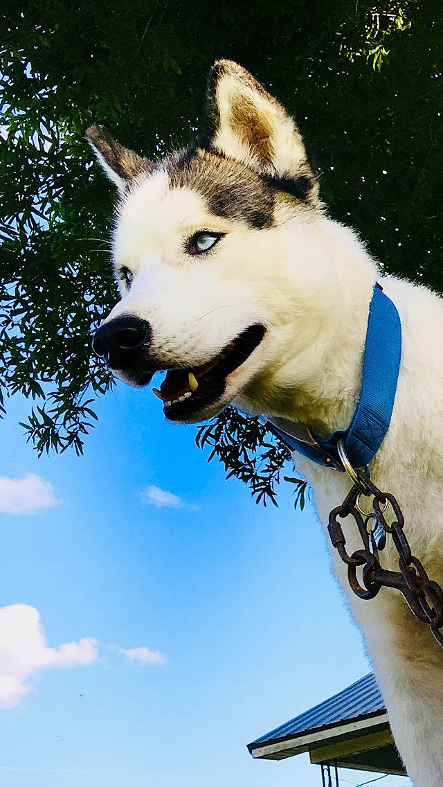 Nova joined the competition — help win amazing prizes! alaskan_malamute, canadian_eskimo_dog, canidae, carnivore, collar, dog, dog_breed, fur, greenland_dog, mammal, sakhalin_husky, seppala_siberian_sleddog, siberian_husky, sled_dog, snout, vertebrate, wolfdog