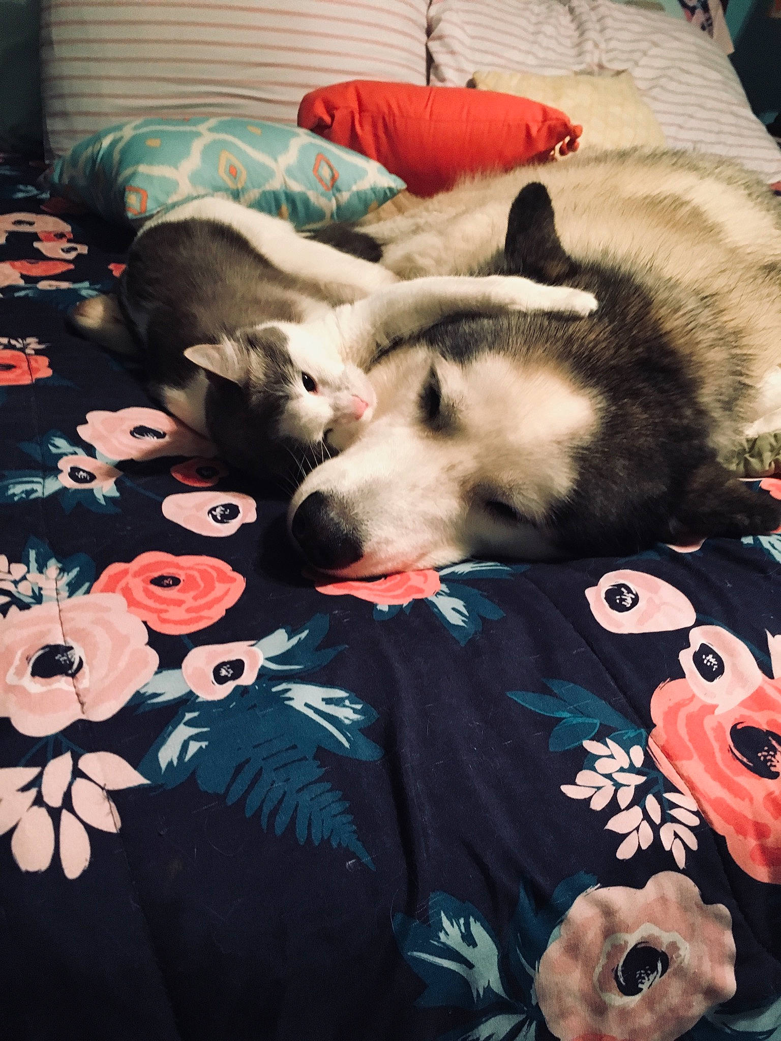 Nova is registered to the contest to win money with this photo: alaskan_malamute, art, bed_sheet, bedding, canidae, carnivore, cushion, dog, dog_breed, fur, furniture, linens, nap, nose, puppy, siberian_husky, textile