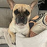 Tabatha a rejoint le concours — aidez-le/la à gagner de superbes lots ! dog, small_dog, pet, canine, ears, blanket, couch, indoor, cozy, fur, brown_fur, black_nose, paws, looking_at_camera, relaxed, home, cushion, seated, animal, companion