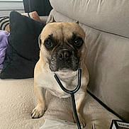 Tabatha a rejoint le concours — aidez-le/la à gagner de superbes lots ! dog, pet, stethoscope, couch, indoor, animal, beige, pillow, window, medical, cute, attention, small_dog, canine, fur, companion, looking, sitting, home, cozy