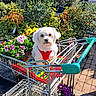 dog, shopping_cart, flowers, plants, garden_center, outdoor, sunlight, red_harness, greenery, pavement, pot_plants, metal_cart, pet, cute, small_dog, nature, colorful, leafy, shopping, spring