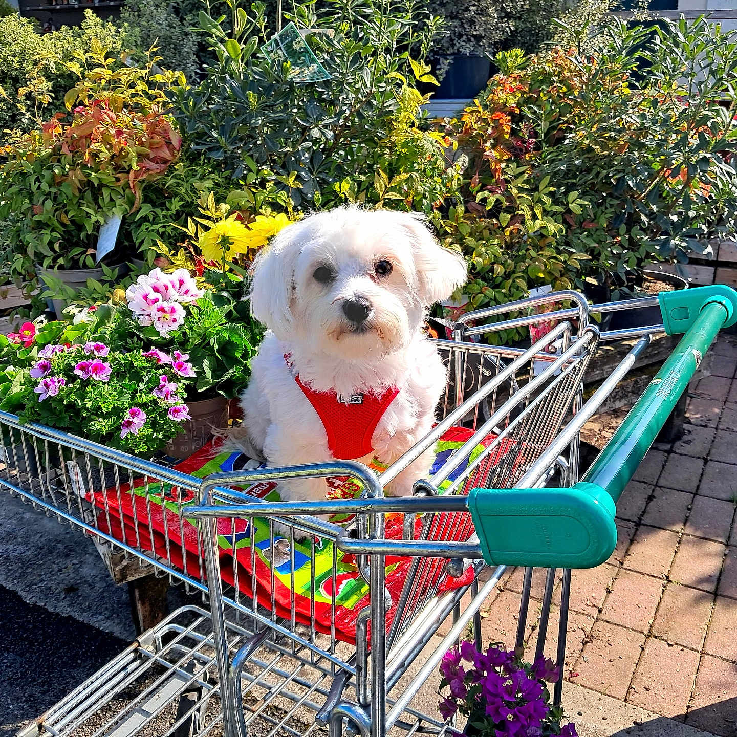 Louloux participe au concours pour gagner de l'argent avec cette photo : dog, shopping_cart, flowers, plants, garden_center, outdoor, sunlight, red_harness, greenery, pavement, pot_plants, metal_cart, pet, cute, small_dog, nature, colorful, leafy, shopping, spring