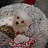 puppy, dog, white, fluffy, bed, plush, soft_toys, cozy, indoor, pet, cute, animal, fur, looking_up, small, toy, comfort, home, carpet, relaxing