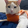 Rico joined the competition — help win amazing prizes! cat, orange_and_white, knit_sweater, bed, blue_bedspread, indoor, pet, feline, relaxed, closeup, whiskers, ears, pink_nose, domestic_cat, fur, animal, resting, home, cozy, curious