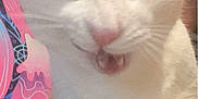 Rico joined the competition — help win amazing prizes! cat, close_up, orange_and_white, funny_face, squinting_eye, mouth_open, indoor, pet, feline, whiskers, nose, fur, animal, cute, portrait, expression, colorful_background, abstract_art, domestic_cat, playful