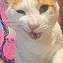 cat, close_up, orange_and_white, funny_face, squinting_eye, mouth_open, indoor, pet, feline, whiskers, nose, fur, animal, cute, portrait, expression, colorful_background, abstract_art, domestic_cat, playful