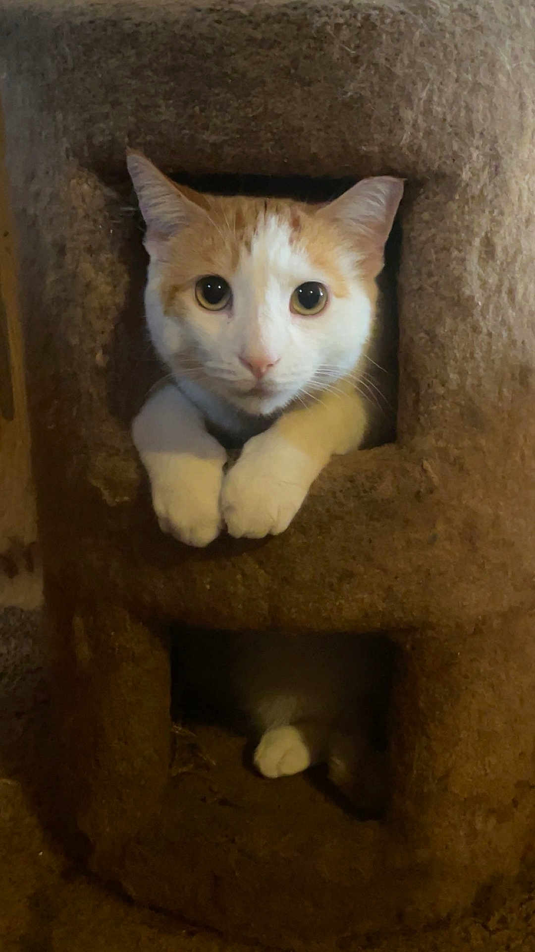 Rico is registered to the contest to win money with this photo: cat, orange_and_white_cat, cat_condo, paws, eyes, curious, pet, indoor, cozy, carpeted, animal, feline, cute, resting, peeking, close_up, home, paw, looking, alert