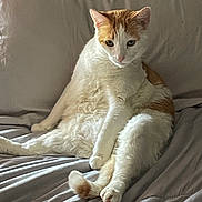 Rico joined the competition — help win amazing prizes! cat, orange_and_white, lounging, bed, soft, relaxed, indoor, feline, fluffy, paws, tail, cute, pet, animal, domestic, resting, fur, whiskers, ears, sleepy
