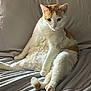 cat, orange_and_white, lounging, bed, soft, relaxed, indoor, feline, fluffy, paws, tail, cute, pet, animal, domestic, resting, fur, whiskers, ears, sleepy