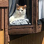 Rico joined the competition — help win amazing prizes! cat, window, sunlight, plants, wood, glass, outdoor, calm, relaxed, pet, animal, white, orange, feline, nature, daylight, sill, house, curtain, cozy