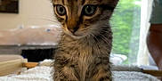Ronron a rejoint le concours — aidez-le/la à gagner de superbes lots ! animal, blanket, cat, curious, cute, domestic, ears, feline, fluffy, fur, indoor, kitten, light, paws, pet, soft, tabby, whiskers, window, young