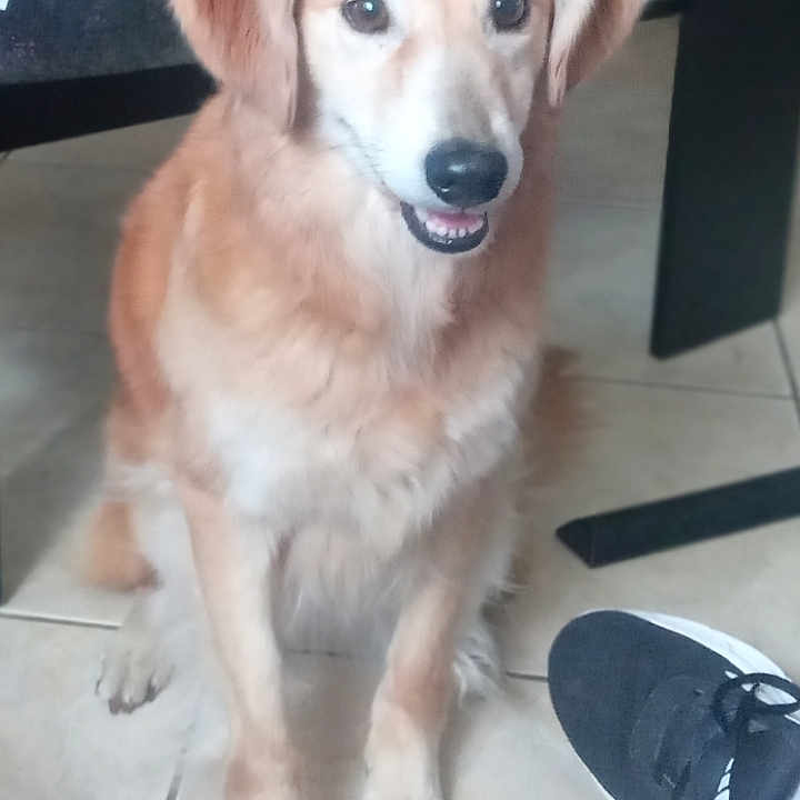Stella a rejoint le concours — aidez-le/la à gagner de superbes lots ! animal, black_sneaker, blurred_background, brown_fur, canine, dog, domestic, ears, floor, happy, household, indoor, looking_at_camera, paw, pet, shoe, sitting, snout, table, tile