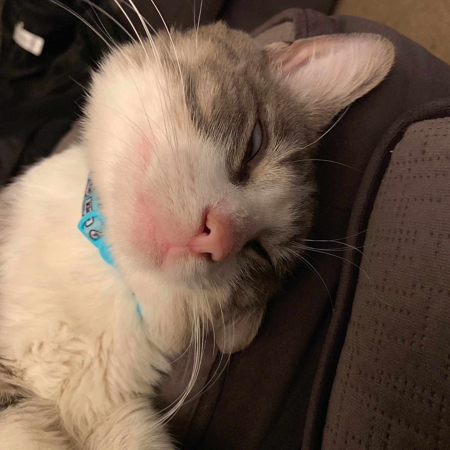 Bernie Sanders joined the competition — help win amazing prizes! asian, carnivore, cat, close_up, ear, eye, felidae, fur, kitten, mammal, nap, nose, paw, ragdoll, sleep, small_to_medium_sized_cats, snout, turkish_angora, turkish_van, whiskers