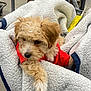 puppy, dog, blanket, red_shirt, fur, paw, nose, shopping_cart, retail, cozy, plush, bed, indoors, tag, cute, curious, small_dog, fabric, portrait, brown_fur