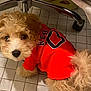 puppy, dog, curly_fur, red_shirt, pet, indoor, tile_floor, looking_up, cute, small_dog, nose, paw, tail, chair_base, wheel, slipper, fur, portrait, clothing, eyes