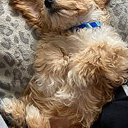 Mochie joined the competition — help win amazing prizes! dog, puppy, sleeping, fur, collar, bed, blanket, nose, ears, paw, cozy, cute, pet, indoor, closeup, whiskers, relaxed, lying_down, portrait, fluffy