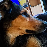 Raven a rejoint le concours — aidez-le/la à gagner de superbes lots ! dog, close_up, indoor, pet, animal, black_and_tan, fur, resting, side_profile, canine, living_room, television, wooden_furniture, domestic_animal, cute, calm, portrait, home, relaxed, mammal