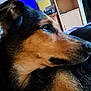 dog, close_up, indoor, pet, animal, black_and_tan, fur, resting, side_profile, canine, living_room, television, wooden_furniture, domestic_animal, cute, calm, portrait, home, relaxed, mammal