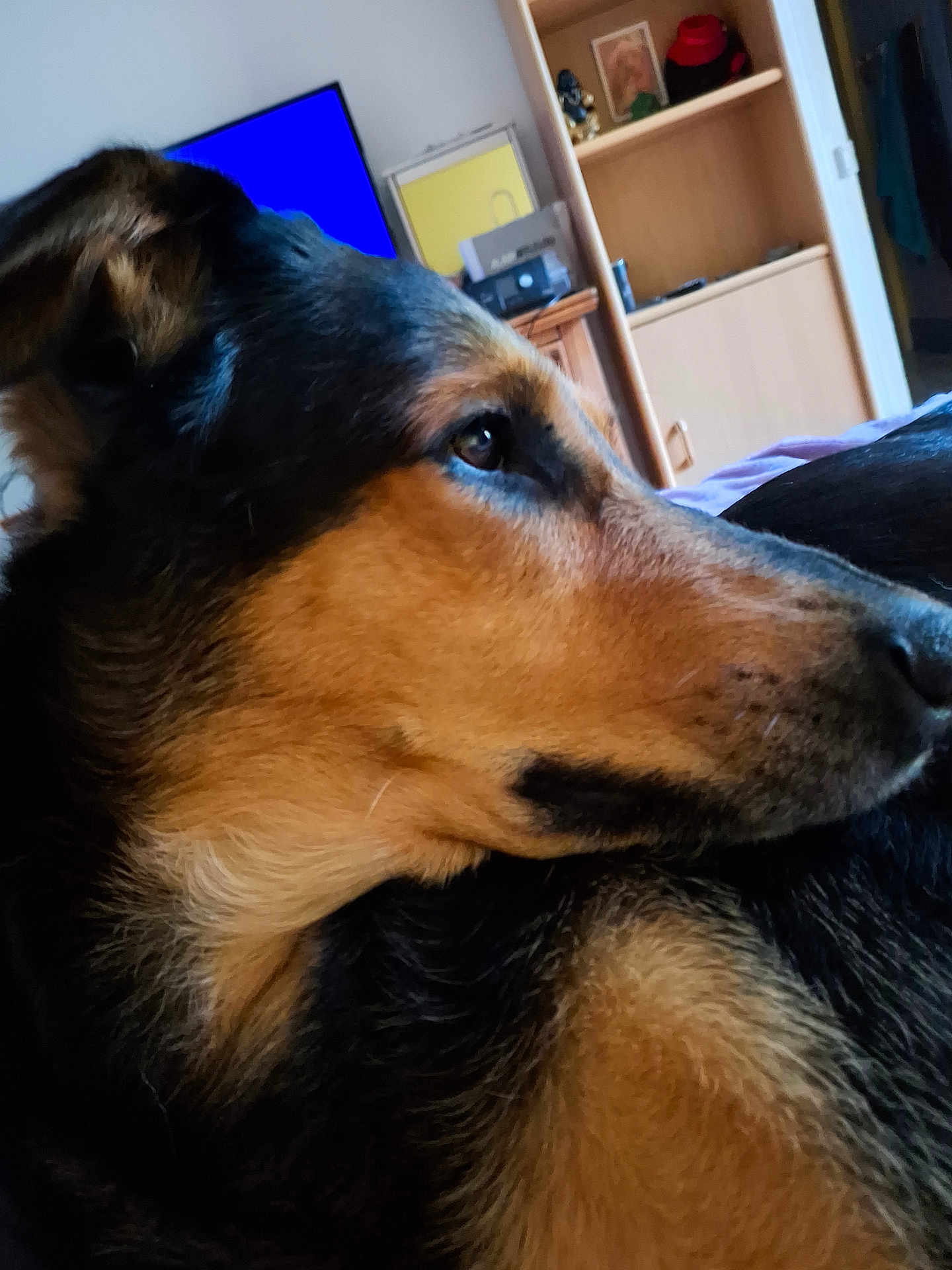 Raven a rejoint le concours — aidez-le/la à gagner de superbes lots ! dog, close_up, indoor, pet, animal, black_and_tan, fur, resting, side_profile, canine, living_room, television, wooden_furniture, domestic_animal, cute, calm, portrait, home, relaxed, mammal