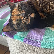 Noisette participe au concours pour gagner de l'argent avec cette photo : cat, tortoiseshell, pet, animal, feline, blanket, purple, green, pastel, fabric, texture, indoor, resting, closeup, fur, whiskers, ears, eyes, couch, cozy