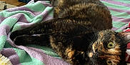 Noisette participe au concours pour gagner de l'argent avec cette photo : blanket, cat, cozy, feline, fur, green, home, indoor, pet, pillow, purple, radiator, red, relaxed, resting, striped, tortoiseshell_cat, whiskers, wood_floor, yellow_eyes