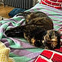 Noisette participe au concours pour gagner de l'argent avec cette photo : cat, tortoiseshell_cat, pet, indoor, blanket, pillow, striped, red, green, purple, wood_floor, radiator, cozy, relaxed, feline, fur, whiskers, yellow_eyes, home, resting