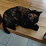 cat, tortoiseshell, wooden_floor, tile_floor, indoor, pet, animal, feline, resting, green_eyes, curious, fur, whiskers, ears, tail, domestic, floor_transition, quiet, relaxed, home