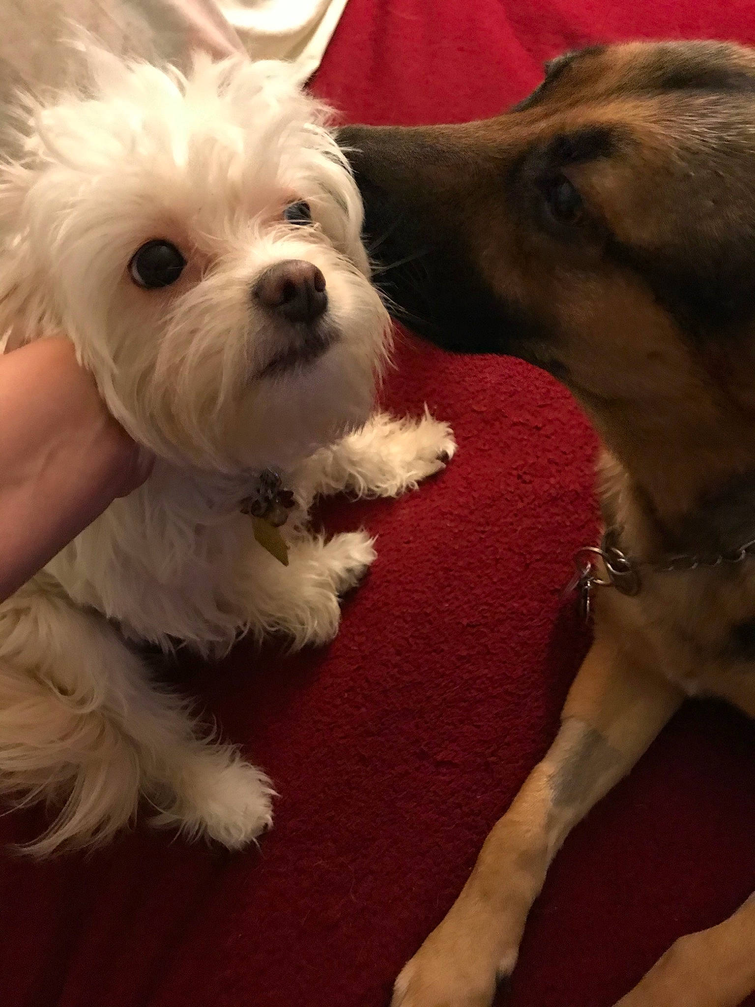 Giulia is registered to the contest to win money with this photo: canidae, carnivore, chinese_crested_dog, cockapoo, companion_dog, coton_de_tulear, dog, dog_breed, havanese, maltepoo, maltese, mammal, morkie, puppy, puppy_love, schnoodle, shih_tzu, snout, vertebrate, west_highland_white_terrier