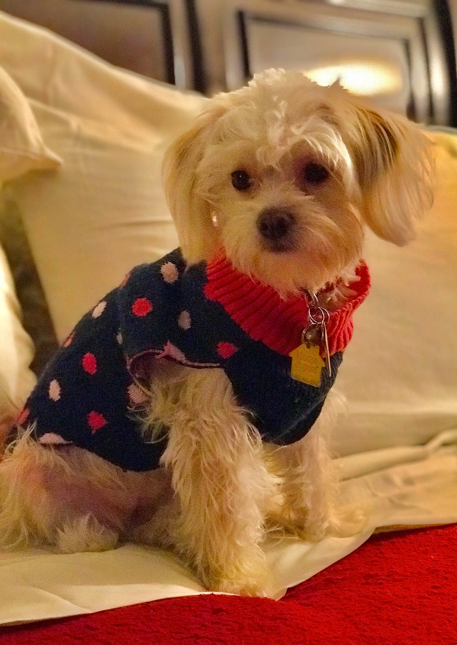 Giulia joined the competition — help win amazing prizes! bichon, bolonka, canidae, carnivore, cavachon, companion_dog, dog, dog_breed, dog_clothes, maltepoo, maltese, mammal, morkie, pekapoo, puppy, puppy_love, schnoodle, shih_tzu, toy_dog, vertebrate