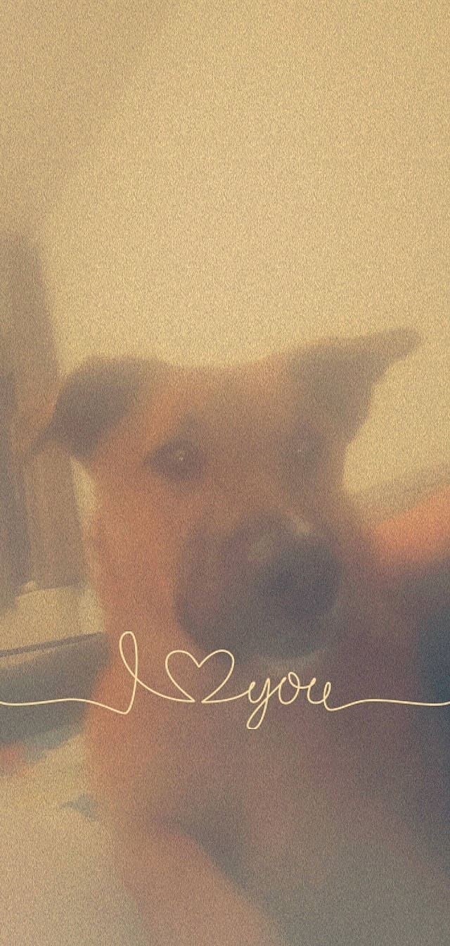 Kicklee participe au concours pour gagner de l'argent avec cette photo : canidae, carnivore, cloud, companion_dog, dog, dog_breed, ear, fawn, felidae, flesh, fur, gesture, head, jaw, small_to_medium_sized_cats, snout, square, tail, tints_and_shades, whiskers