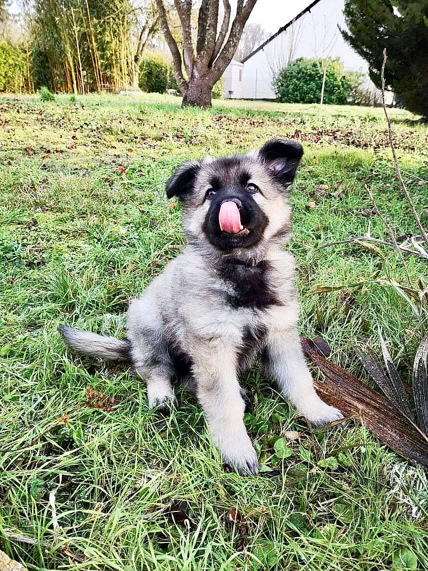 Ranger a rejoint le concours — aidez-le/la à gagner de superbes lots ! canidae, carnivore, companion_dog, dog, dog_breed, grass, groundcover, gun_dog, hunting_dog, non_sporting_group, plant, sporting_group, tail, terrestrial_animal, tree, working_animal, working_dog