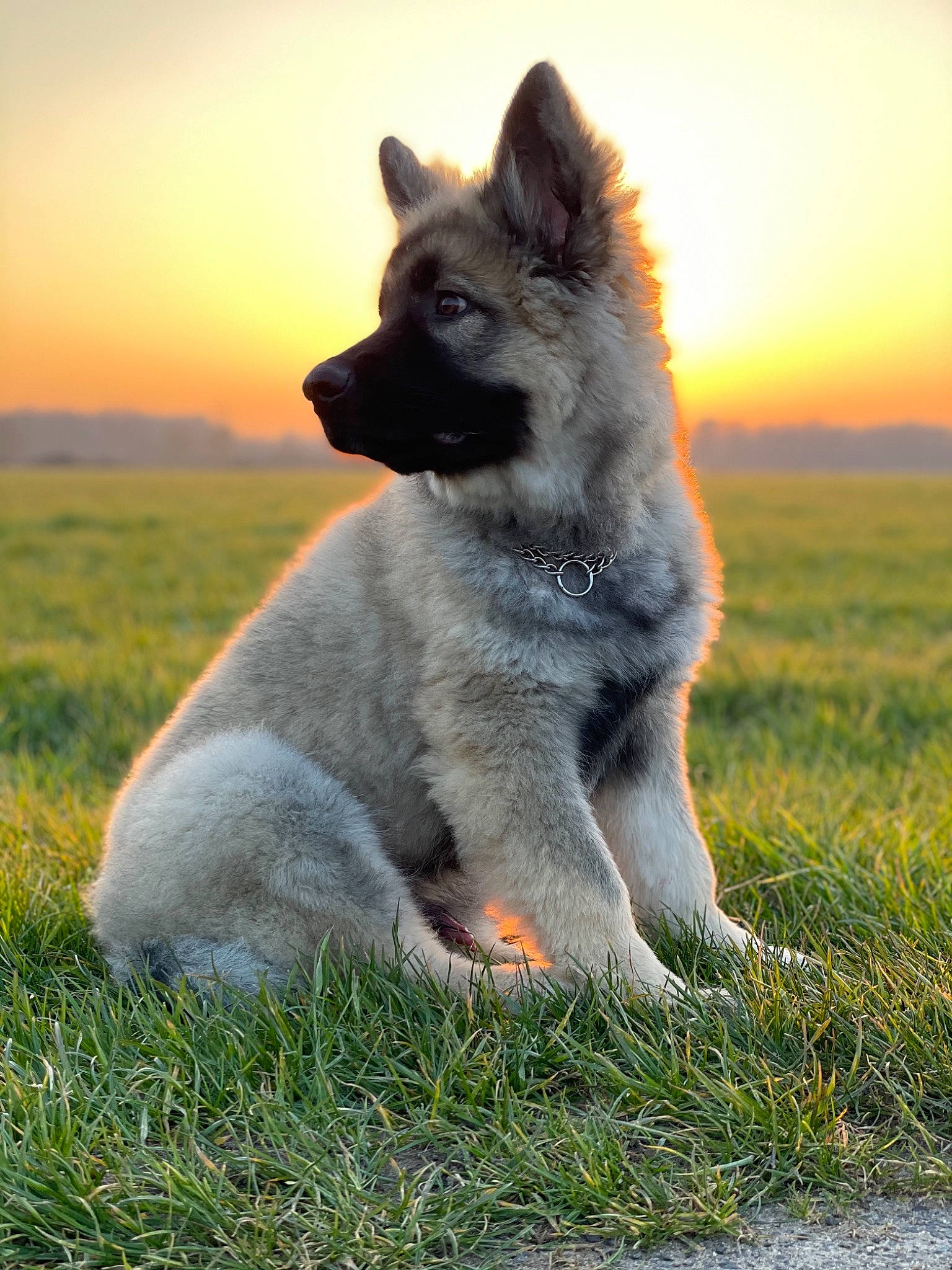 Ranger participe au concours pour gagner de l'argent avec cette photo : ancient_dog_breeds, canidae, canis, carnivore, companion_dog, dog, dog_breed, fang, fawn, fur, grass, herding_dog, sky, snout, sporting_group, tail, terrestrial_animal, wildlife, working_animal, working_dog