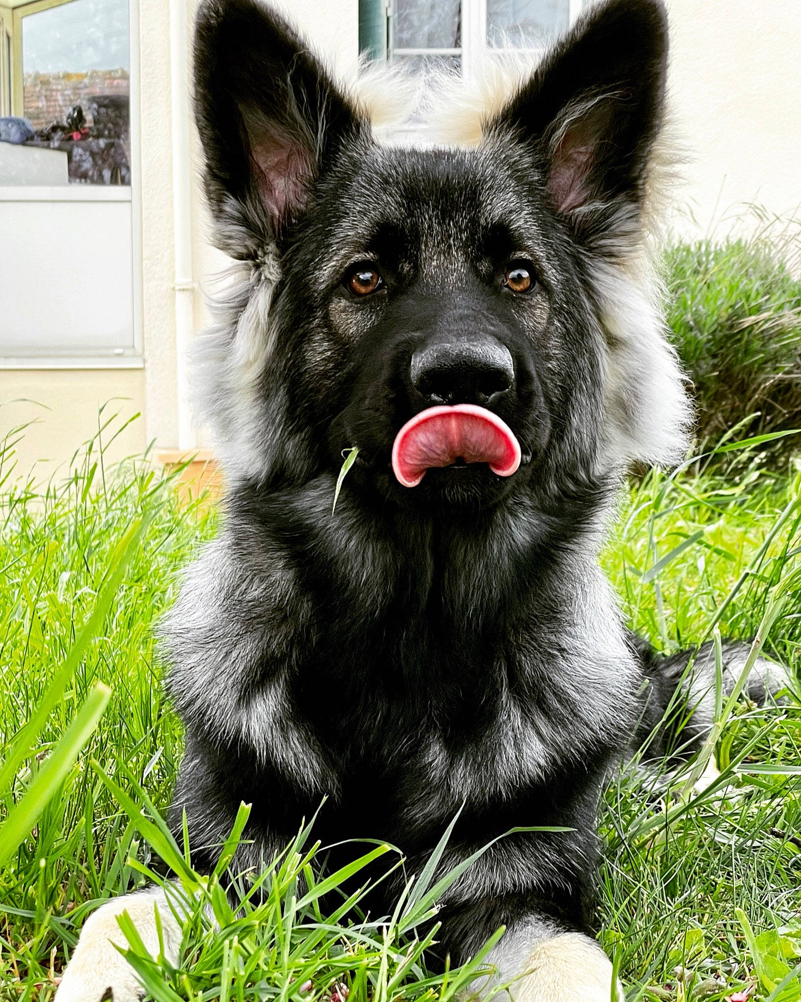 Ranger a rejoint le concours — aidez-le/la à gagner de superbes lots ! ancient_dog_breeds, canidae, canis, carnivore, companion_dog, dog, dog_breed, dog_supply, fur, grass, herding_dog, king_shepherd, plant, snout, sporting_group, terrestrial_animal, tervuren, working_animal, working_dog