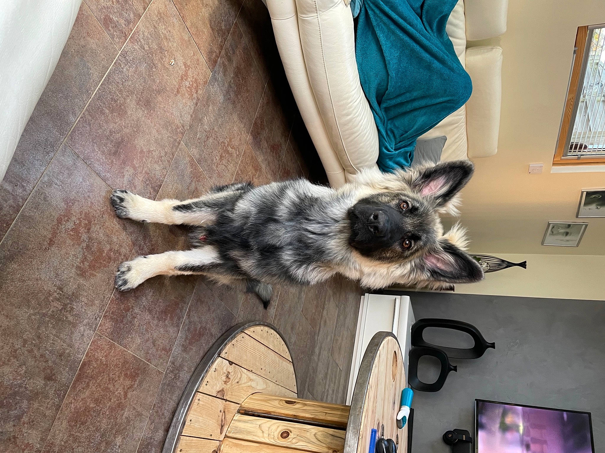 Ranger a rejoint le concours — aidez-le/la à gagner de superbes lots ! bicycle_tire, bicycle_wheel, canidae, carnivore, comfort, companion_dog, dog_breed, felidae, floor, flooring, fur, hardwood, small_to_medium_sized_cats, snout, sporting_group, tail, tire, whiskers, window, wood