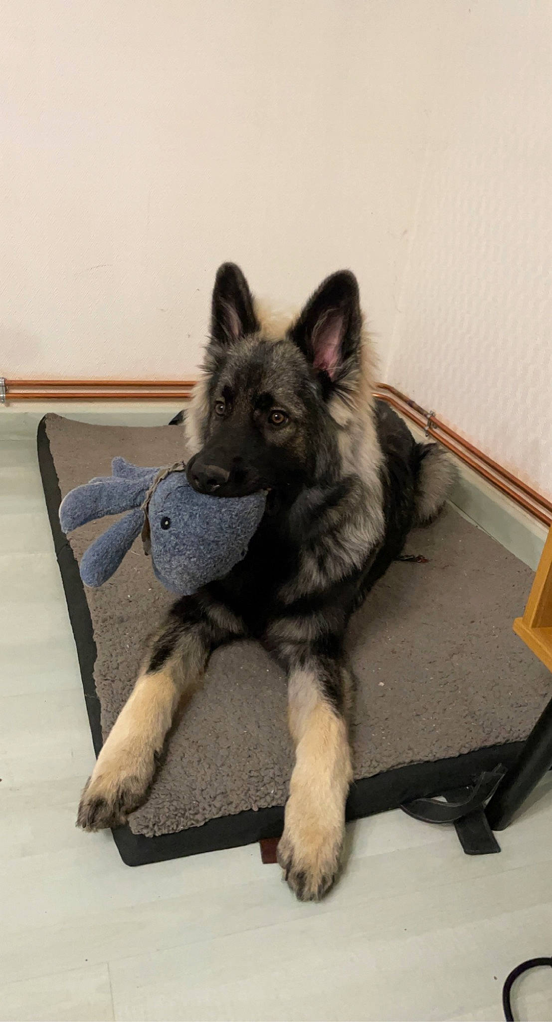 Ranger a rejoint le concours — aidez-le/la à gagner de superbes lots ! canidae, canis, carnivore, companion_dog, dog, dog_breed, flooring, fur, grey, herding_dog, king_shepherd, mammal, non_sporting_group, snout, sporting_group, tail, terrestrial_animal, wood, working_animal, working_dog