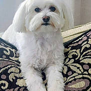 Romeo joined the competition — help win amazing prizes! dog, white_dog, fluffy, pet, cushion, indoor, resting, portrait, cute, animal, domestic_animal, furry, small_dog, relaxed, companion, home, soft, seated, face, paw