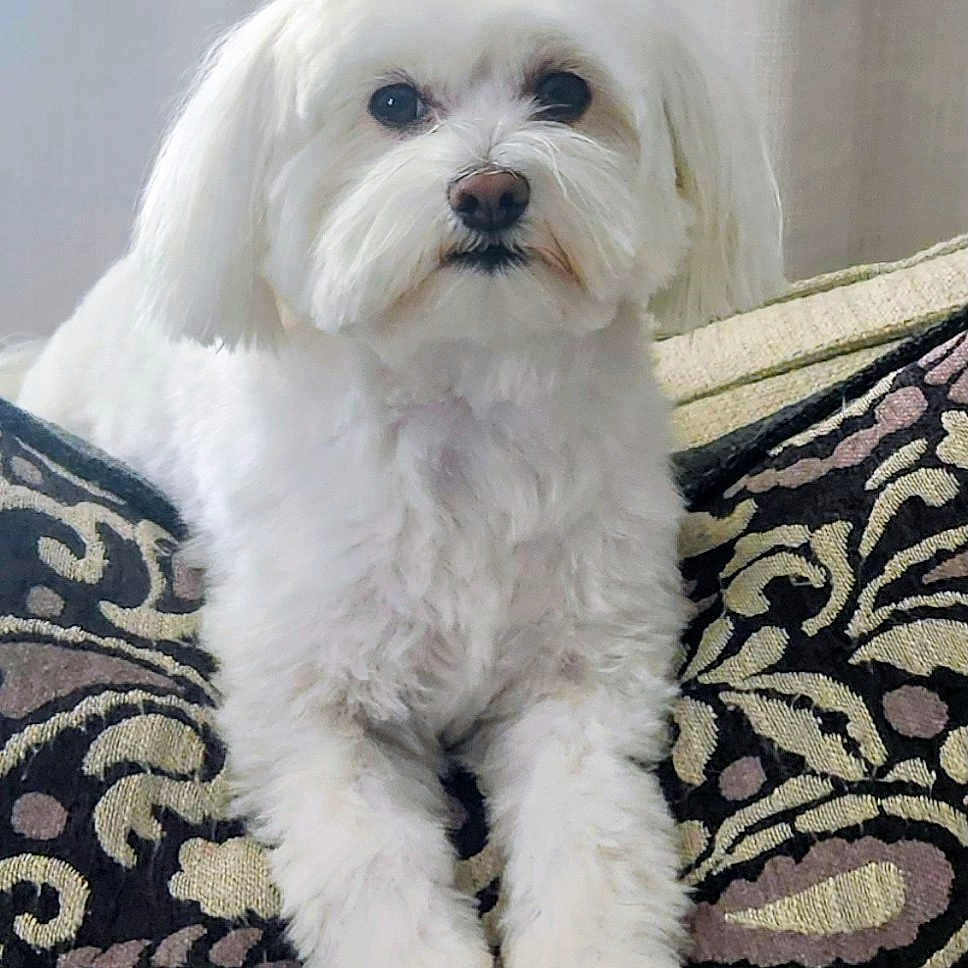 Romeo joined the competition — help win amazing prizes! dog, white_dog, fluffy, pet, cushion, indoor, resting, portrait, cute, animal, domestic_animal, furry, small_dog, relaxed, companion, home, soft, seated, face, paw